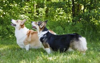 Pembroke Welsh Corgi