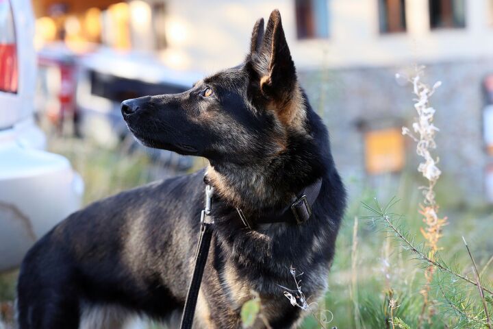 penalties for harming k9 officers gets a lot tougher in some states, Photo Credit FotoDax Shutterstock com