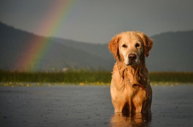 Photo credit: Foto Matevz Lavric / Shutterstock.com