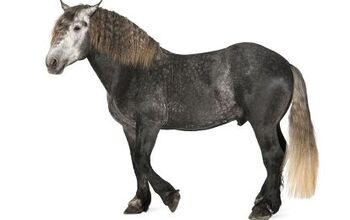 Percheron Horse