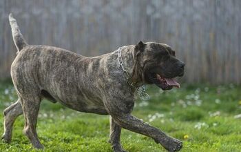 Perro De Presa Canario