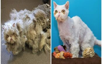 Persian Puss’s Amazing Transformation Will Make You Smile [Video]