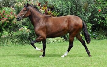 Peruvian Paso Horse