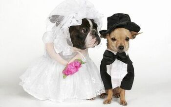 Pet Nup Provides Security For Pets In Times Of Divorce