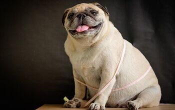 Pet Obesity Study Shows Promise and Surprising Links With Humans