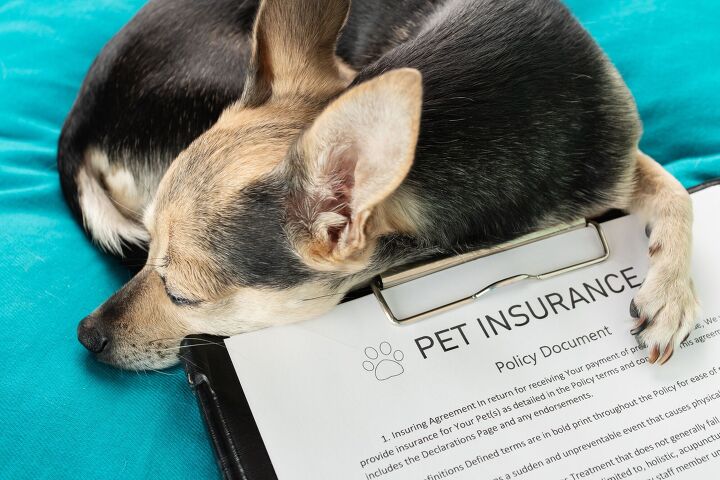 pet owners distraught after nationwide drops their insurance claims, Yta23 Shutterstock