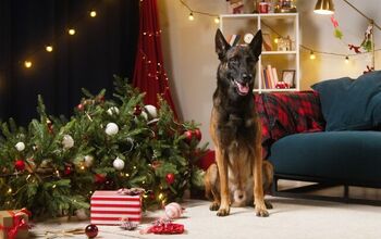 Pet Safety Tips for the Holiday Season