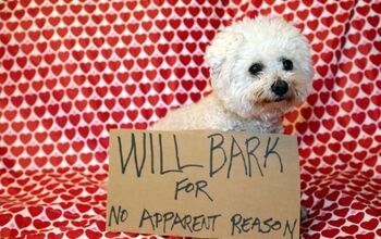 Pet Shaming Just Never Gets Old