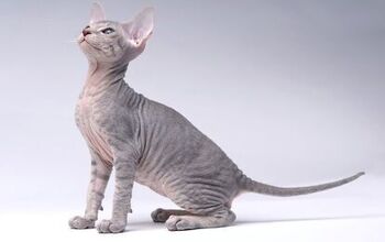 Peterbald