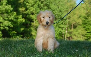 Petite Goldendoodle