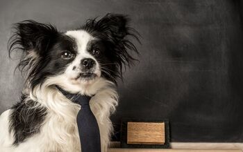 Pets in the Classroom Receives Grant From PetSmart Charities