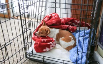 Pets of the Homeless Provide Free Sleeping Crates for Furbabies in Hom