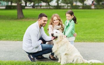 Petting Pet-iquette: Proper Etiquette For Petting Someone Else’s Dog