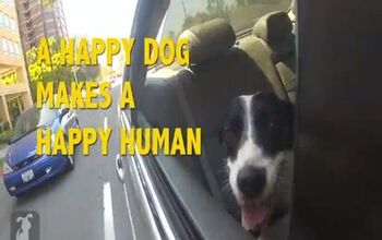 Pharrell’s “Happy” Gets Even Happier When It’s About Dogs [Vid