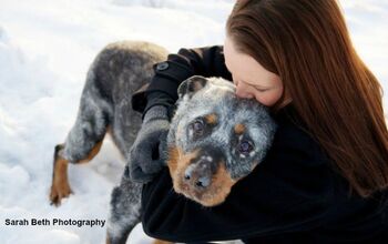 Photographer’s Joy Sessions Offer Lasting Memories Of Furry Family M