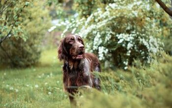 Picardy Spaniel