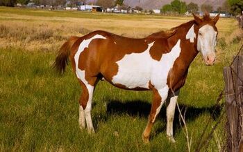 Pinto Horse