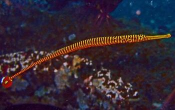 Pipefish