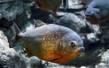 Piranha