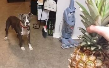 Pitbull Petrified Of Suspicious-Looking Pineapple [Video]