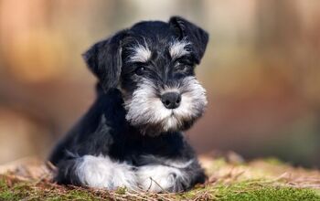 Plain Jane Dogs Work Harder to Communicate