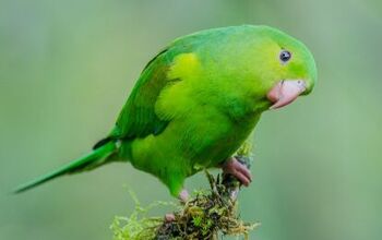 Plain Parakeet