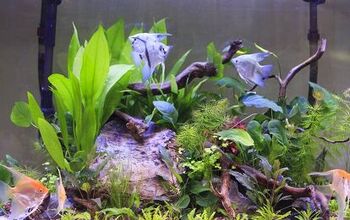 Planted Tank Basics: What Aquarium Plants Need to Thrive