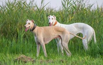 Polish Greyhound