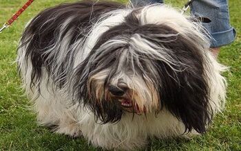 Polish Lowland Sheepdog