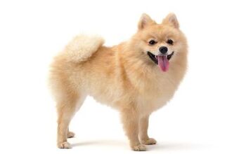 Pomeranian