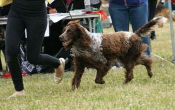 Pont-Audemer Spaniel