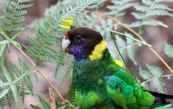 Port Lincoln Parrot