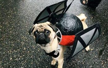 Portland Hosts Pug-tastic Star Wars Parade