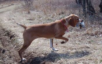 Portuguese Pointer