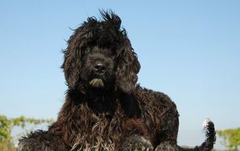 Portuguese Water Dog