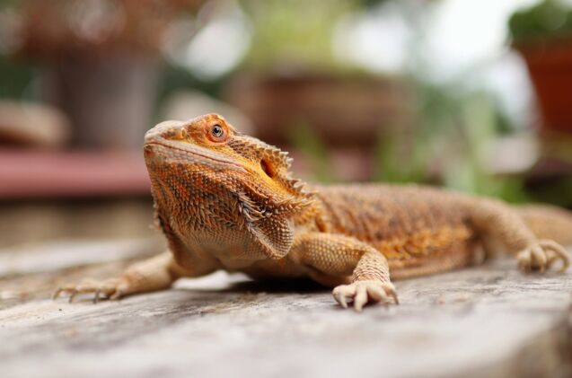 is a bearded dragon the right pet for me, Photo credit kackaborovska Shutterstock com