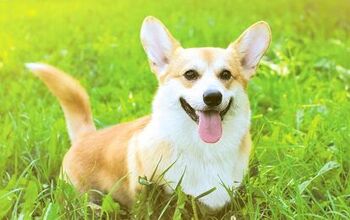 Potential Corgi Shortage – Say It Ain’t So! (Spoiler Alert: It Ain