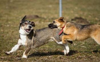 Preparing For Your Pup’s First Day Of Doggy Daycare