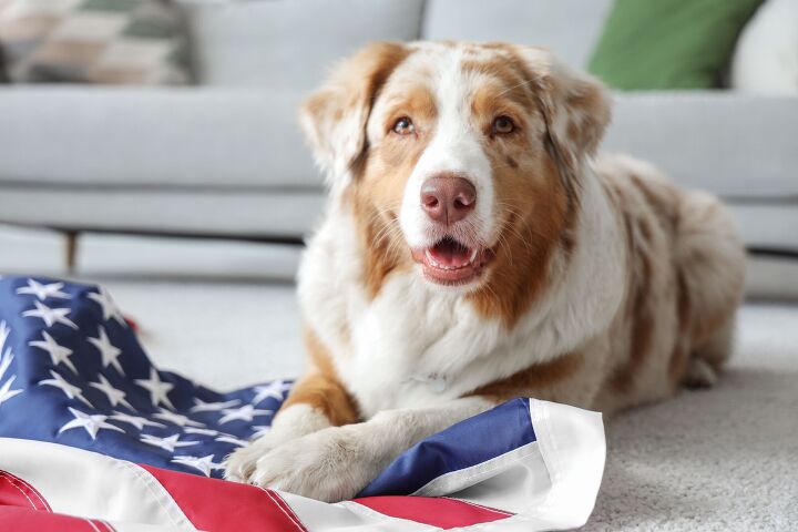 presidential candidates don t have pets but their running mates do, Photo Credit Pixel Shot Shutterstock com