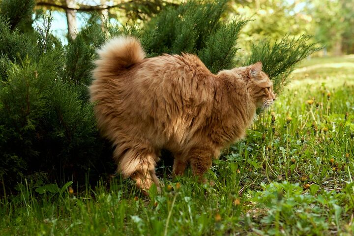 pretty plants that will stop cats from pooping in your garden, Vershinin89 Shutterstock