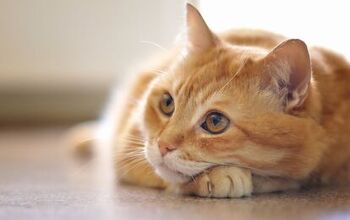 Psyllium Fiber for Cats: A Natural Remedy for Constipation