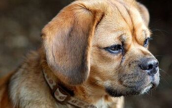 Puggle