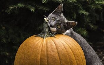 Pumpkin for Cats – How and When to Use It