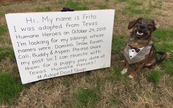 Pup Attempts Family Reunion With The Help Of Facebook