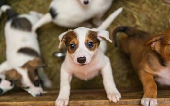 Puppies Behind Bars: How Raising Service Dogs Changes Inmates