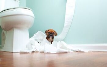 Puppy Bad Behavior (and How to Correct It)