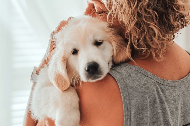 puppy blues is a real thing just like baby blues study shows, MariaTsygankova Shutterstock