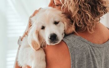 Puppy Blues is a Real Thing – Just Like Baby Blues, Study Shows