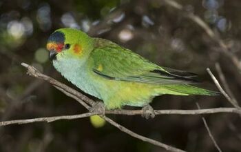 Purple Crowned Lorikeet