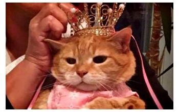 Pussy Princess Celebrates Birthday With Cat Quinceanera